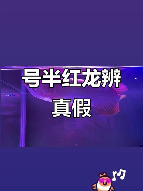 紅龍葡萄酒有哪些常見的假冒手段（常見的紅龍葡萄酒假冒手段及鑒別方法，學學請叫我晨曦吧）