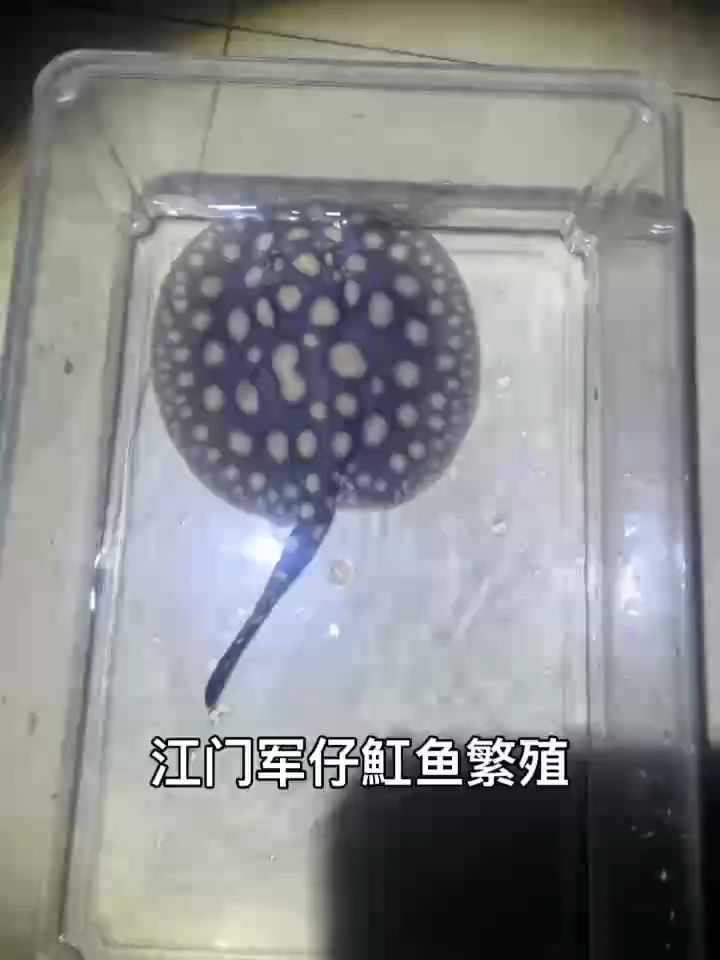 江門軍仔魟魚繁殖培育（軍仔魟魚繁殖培育項(xiàng)目）