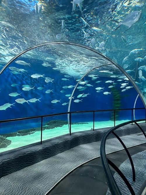 龍虎匯水族館的營業時間是（上海海洋水族館去哪兒攻略）
