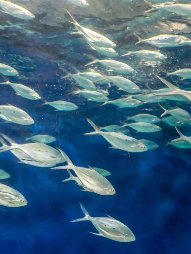龍虎匯水族館的營業時間是（上海海洋水族館去哪兒攻略）