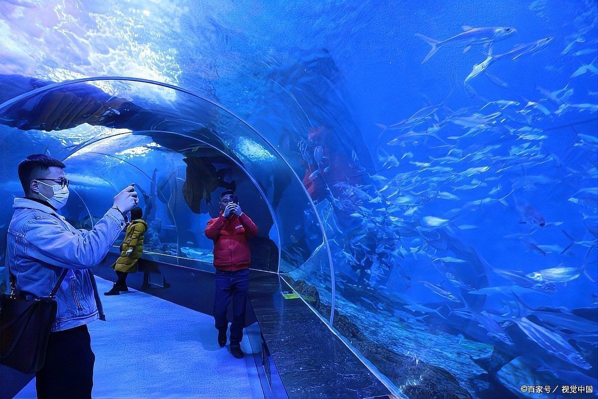 龍虎匯水族館的營業時間是（上海海洋水族館去哪兒攻略）