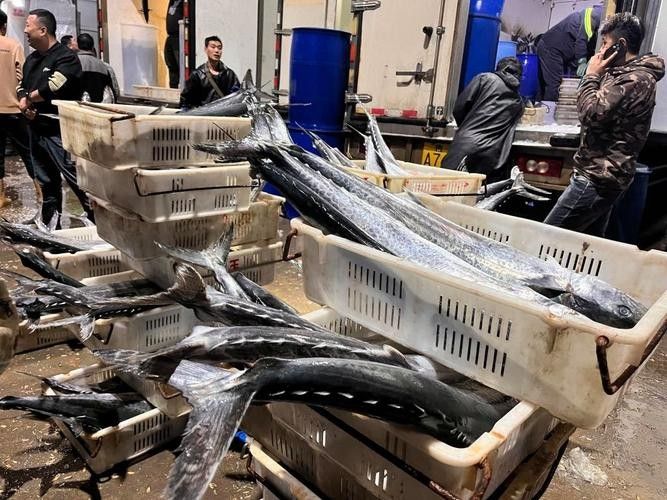 如何聯系到城陽區的水族店？（青島城陽區水族店如何聯系）