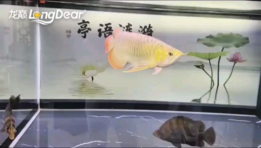 有哪些藥物可以有效治療錦鯉爛尾爛鰭，哪種藥物治療錦鯉爛尾爛鰭最有效