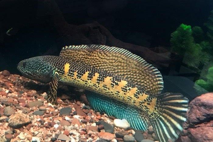 龍魚鰭爛病多久能好（龍魚爛鰭爛尾怎么辦）