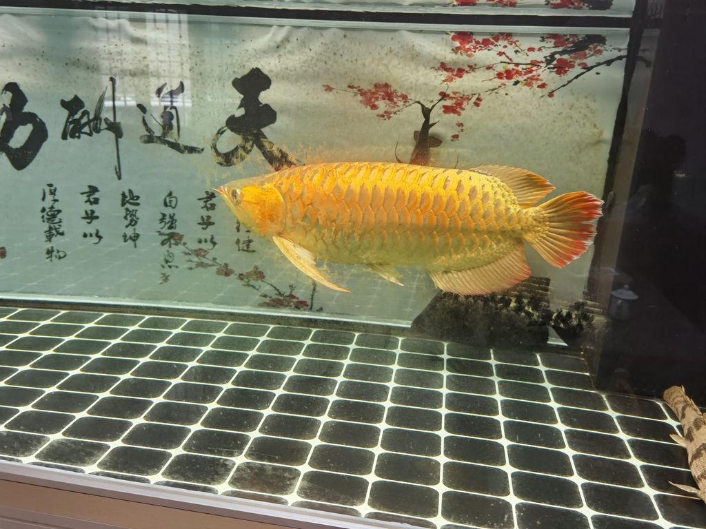 魚缸過濾器選購指南:自制魚缸過濾器魚缸上置過濾器對于養魚愛好者的必備知識 (探索未來城市:智能交通系統與可持續) 龍魚論壇 (探索未來城市:智能交通系統與可持續) (探索未來城市:智能交通系統與可持續) 龍魚論壇