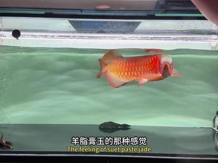 辣椒紅龍魚的價格范圍是多少（紅龍魚價格2688貴嗎廣州龍魚祥龍魚祥龍魚苗排行榜）
