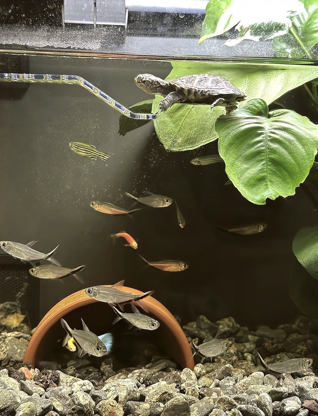哪些動物會捕食成年龍魚？ 哪些動物會捕食成年龍魚？ 龍魚百科 第2張