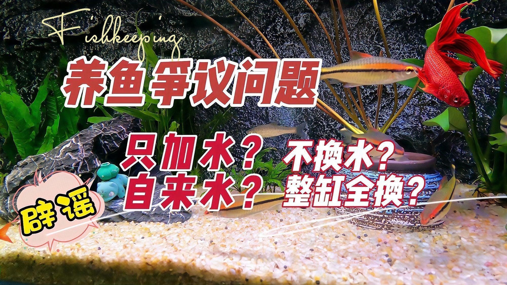 換水時(shí)如何保持水溫穩(wěn)定？（養(yǎng)魚換水時(shí)如何保持水溫穩(wěn)定）