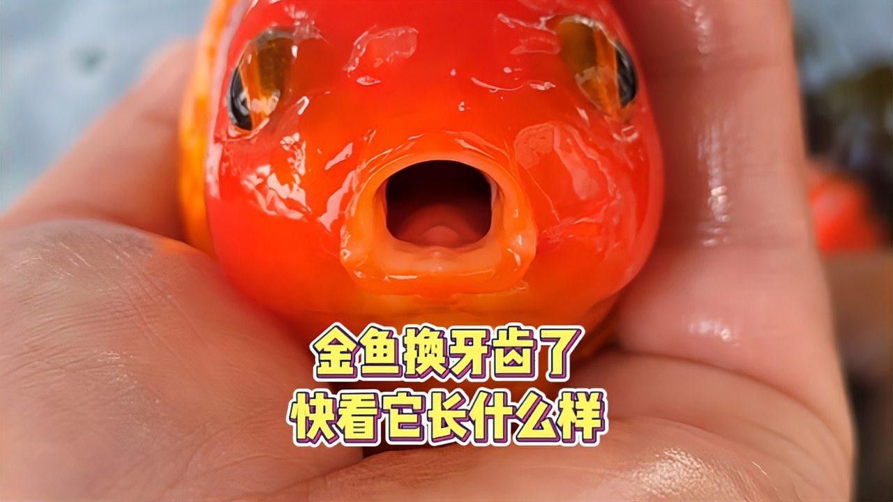 金龍魚牙齒的替換頻率（金龍魚牙齒替換頻率） 金龍魚牙齒的替換頻率（金龍魚牙齒替換頻率） 龍魚百科 第1張