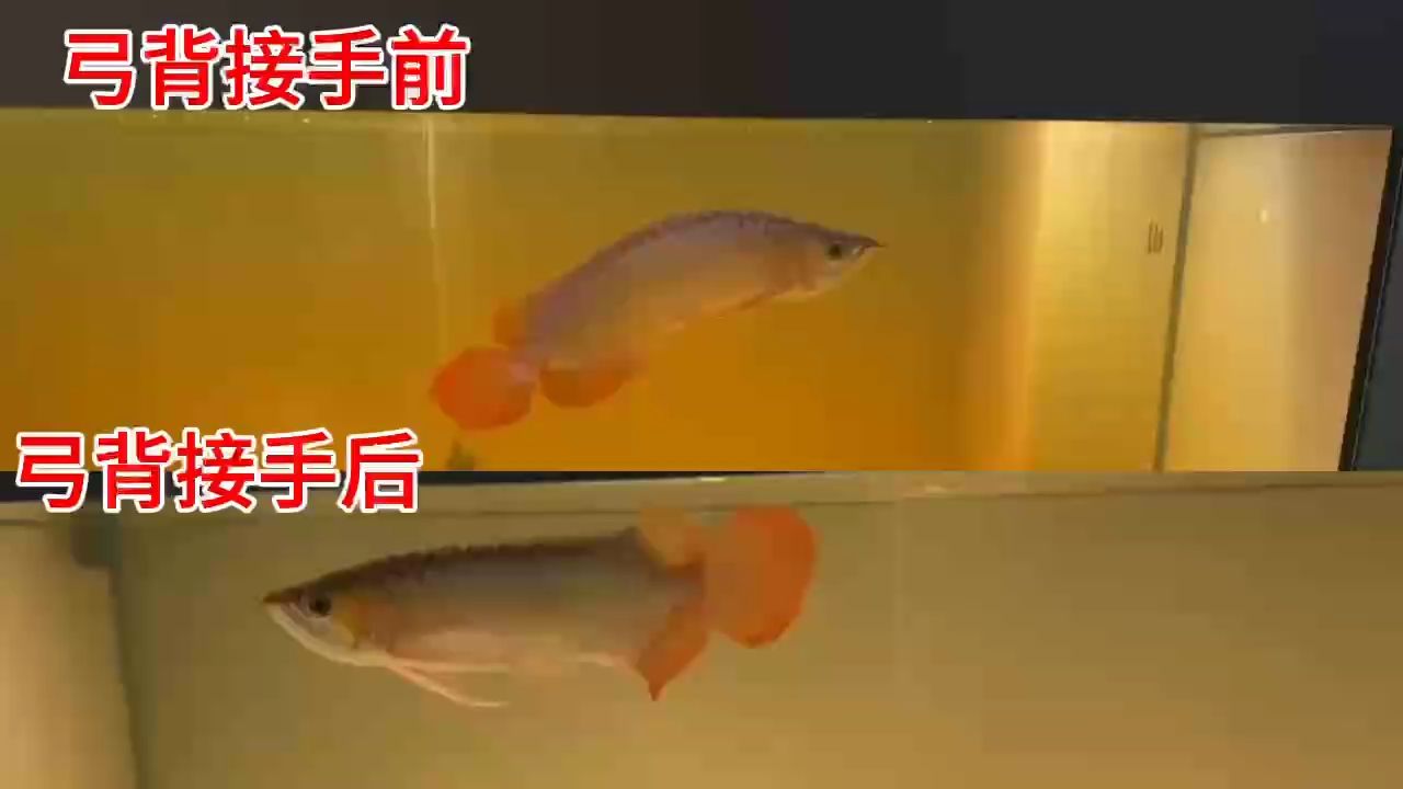 龍魚突然弓背（龍魚弓背的原因）