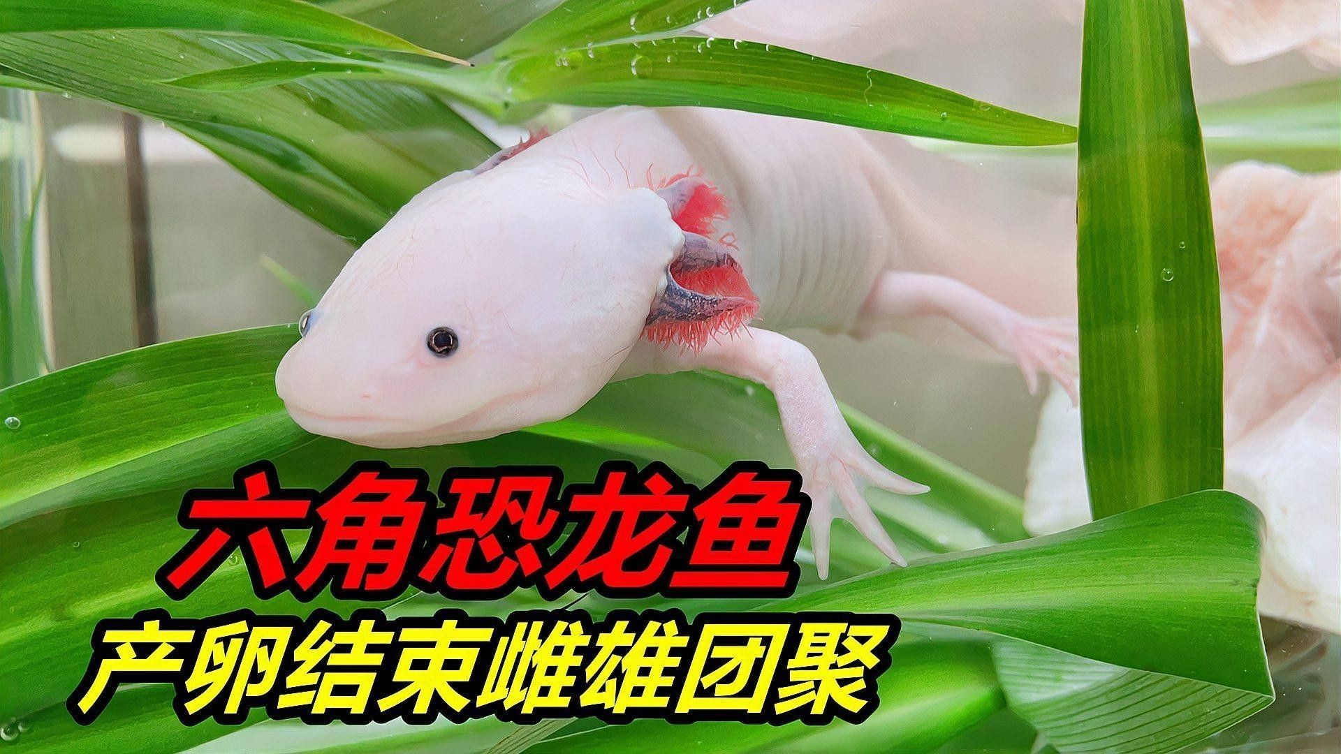六角龍魚繁殖后如何照顧親本（六角恐龍魚怎么養(yǎng)）