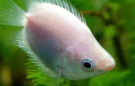 六角龍魚繁殖后如何照顧親本（六角恐龍魚怎么養(yǎng)）