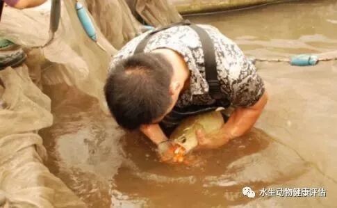 花山哪個水族館龍魚好？祥龍魚場龍魚（廣州花都區富華路花山水族館祥龍魚場紅龍怎么樣）