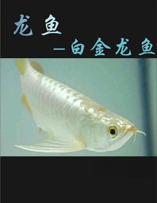 北京賣龍魚哪家店鋪口碑最好（北京賣龍魚哪家店鋪口碑最佳）