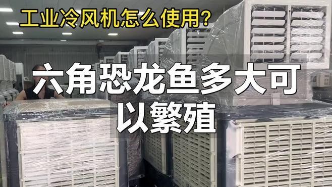 如何區(qū)分六角恐龍魚的雌雄？（六角恐龍魚公母區(qū)分指南，）