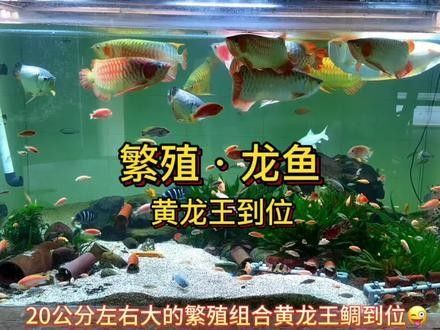 上海龍魚大賽的未來發展方向（上海龍魚大賽未來發展方向） 上海龍魚大賽的未來發展方向（上海龍魚大賽未來發展方向） 龍魚百科 第12張