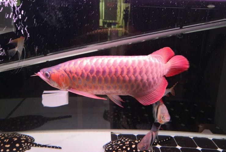 龍魚之巔商城有哪些熱銷商品（龍魚之巔商城熱銷商品）