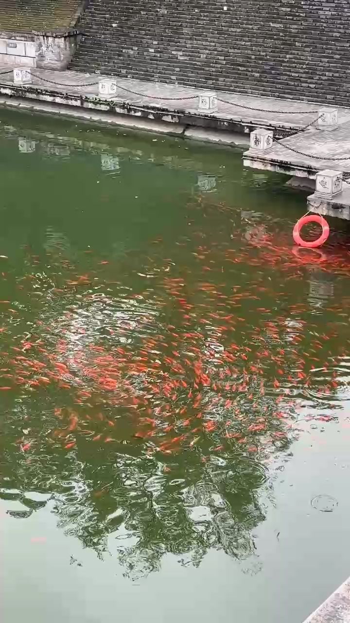金魚（河里好多魚,這可咋001）
