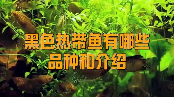 哪些龍魚品種適合黑缸養殖？（適合在黑缸中養殖的龍魚品種） 哪些龍魚品種適合黑缸養殖？（適合在黑缸中養殖的龍魚品種） 龍魚百科 第2張