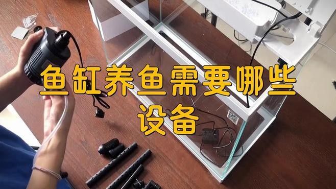 龍魚爛鰭圖片大全（如何預防龍魚爛鰭的發生？）