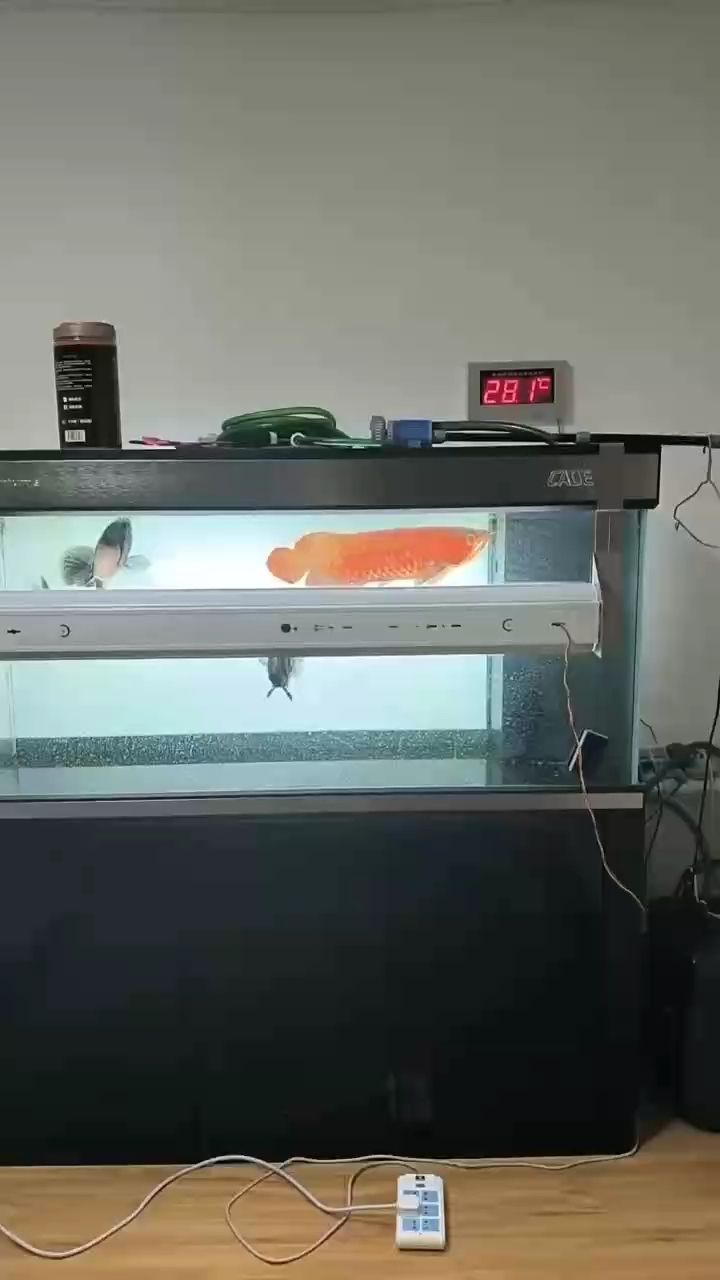 鸚鵡魚和銀龍魚混養(yǎng)怎樣喂食 (全球氣候變化對農(nóng)業(yè)產(chǎn)生了深遠(yuǎn)的影響) 龍魚論壇 (全球氣候變化對農(nóng)業(yè)產(chǎn)生了深遠(yuǎn)的影響) (全球氣候變化對農(nóng)業(yè)產(chǎn)生了深遠(yuǎn)的影響) 龍魚論壇