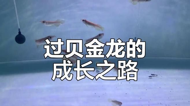 過背金龍魚多久能養(yǎng)成過背？（過背金龍魚多久能養(yǎng)成過背）