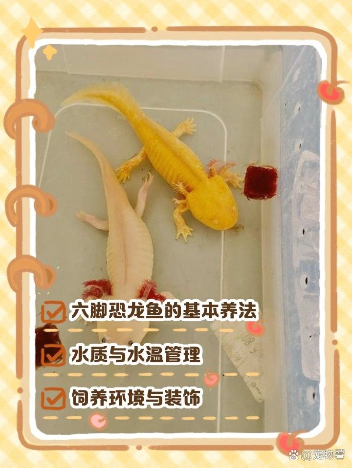 六角恐龍多久換一次水？（六角恐龍多久換一次水） 六角恐龍多久換一次水？（六角恐龍多久換一次水） 龍魚百科 第3張