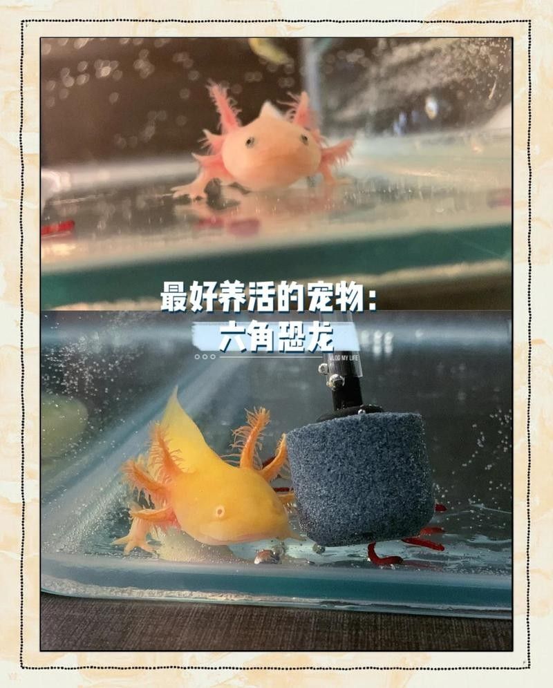 六角恐龍多久換一次水？（六角恐龍多久換一次水） 六角恐龍多久換一次水？（六角恐龍多久換一次水） 龍魚百科 第7張