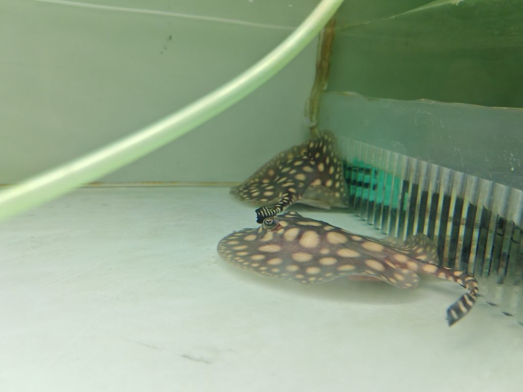 練手魚（新入坑練手最佳選擇）