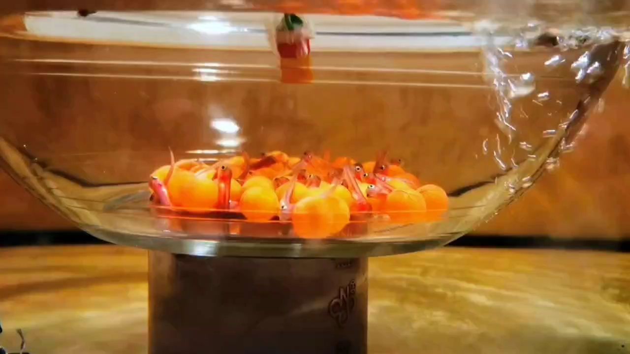 魚寶寶（萌路e評論：魚寶寶在人類文化中的作用以及在人類文化中的意義）