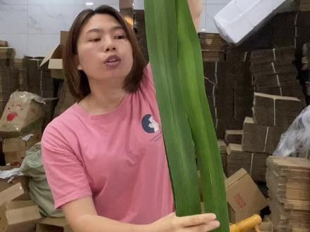 簕古葉如何裝飾擺盤？（如何用簕古葉來裝飾擺盤） 簕古葉如何裝飾擺盤？（如何用簕古葉來裝飾擺盤） 龍魚百科 第2張