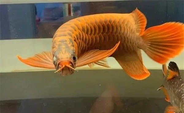 龍魚炸鱗恢復后多久可以換水（龍魚炸鱗后多久換一次水最好）