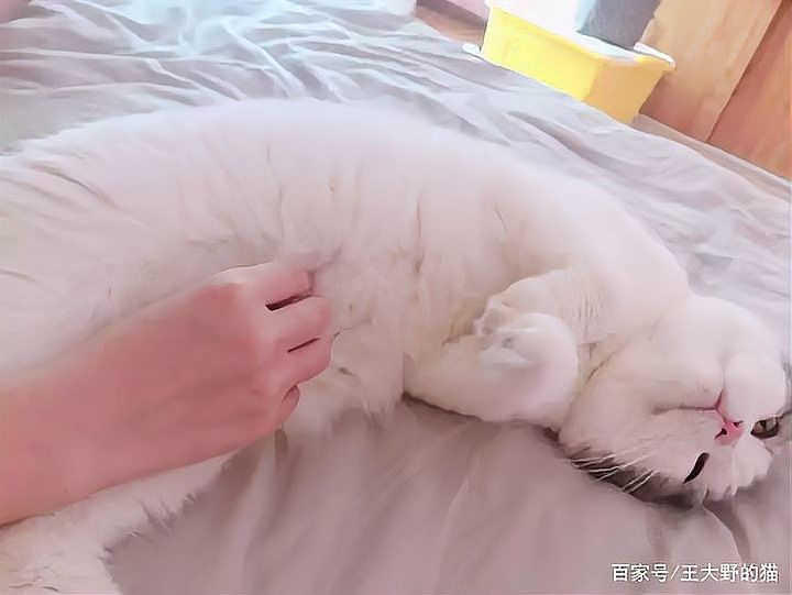 龍貓和貓打架會(huì)受傷嗎？（龍貓和貓打架會(huì)受傷嗎） 龍貓和貓打架會(huì)受傷嗎？（龍貓和貓打架會(huì)受傷嗎） 龍魚百科 第2張