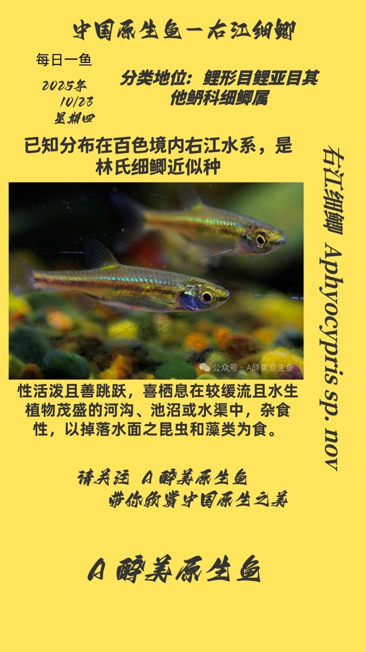 右江細(xì)鯽（中國廣西壯族自治區(qū)右江流域特有的淡水魚類）