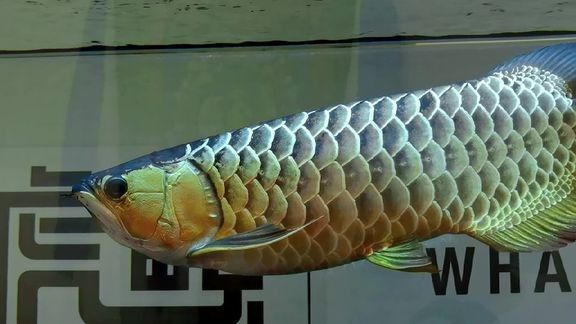 推薦一些龍魚視頻平臺（哪些龍魚視頻平臺值得一看？） 推薦一些龍魚視頻平臺（哪些龍魚視頻平臺值得一看？） 龍魚百科 第5張