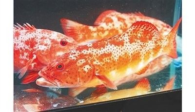 萬寧哪個(gè)水族館龍魚好？祥龍魚場(chǎng)龍魚（萬寧市祥龍魚場(chǎng)）