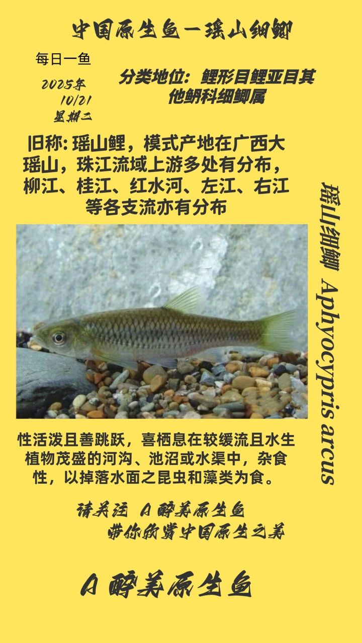 瑤山細鯽（廣西瑤山細鯽是一種美味的水產食材，具有一定保健功效）