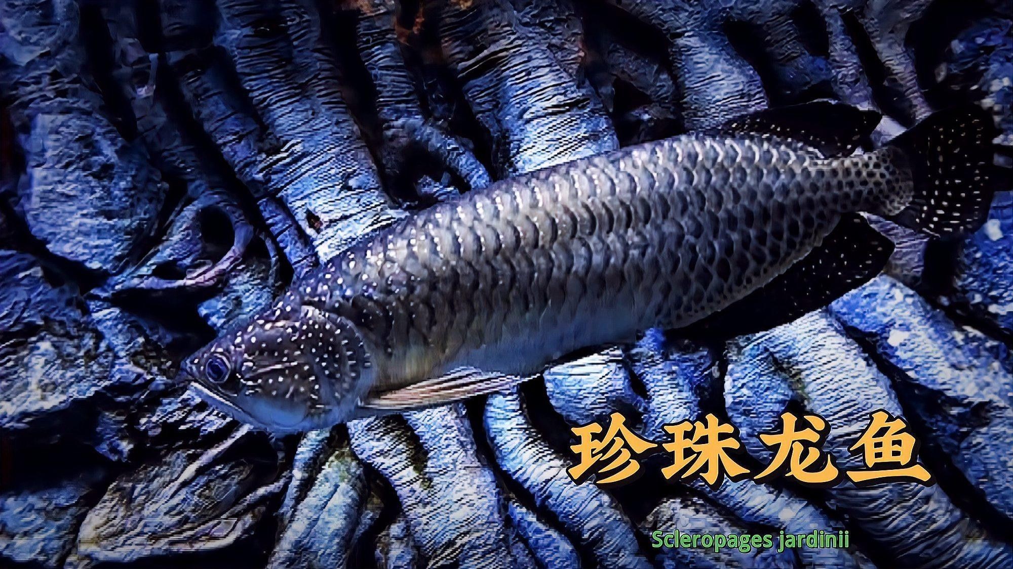 澳洲龍魚有哪些品種？（關于澳洲龍魚的一些基本信息） 澳洲龍魚有哪些品種？（關于澳洲龍魚的一些基本信息） 龍魚百科 第1張