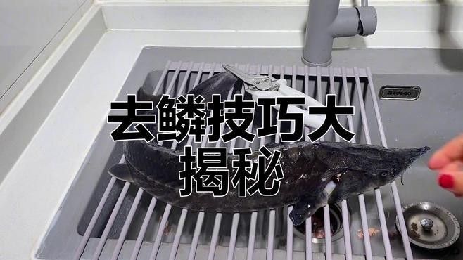 如何處理天山龍魚的粘液和硬鱗（天山龍魚粘液和硬鱗的處理方法）