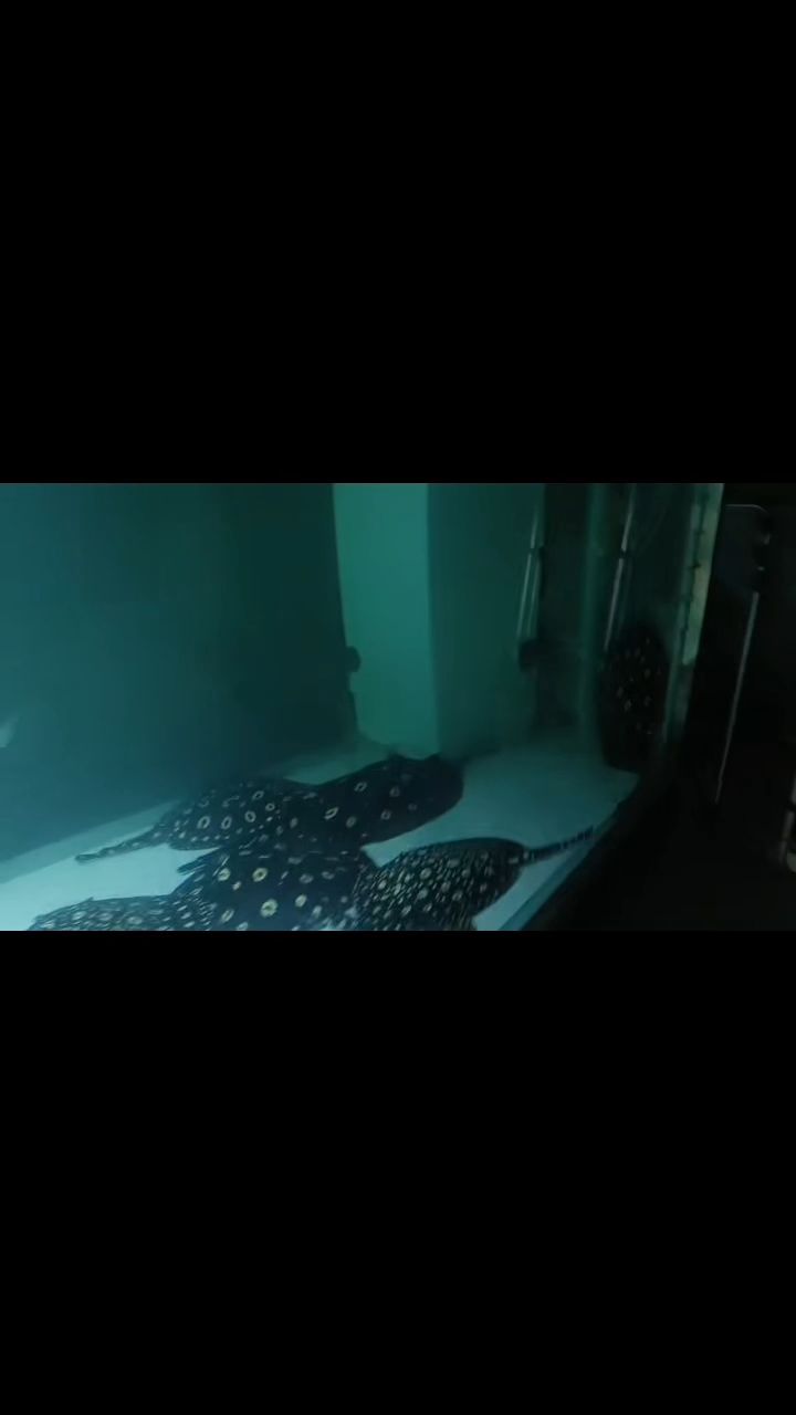 生小魚（生小魚，本文探討了在自然環境中，魚類繁殖和幼魚成長的過程）