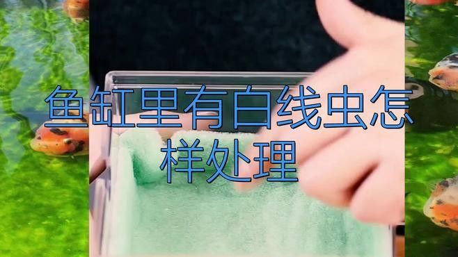 如何預防龍魚缸里的白色線蟲？（如何有效預防魚缸里的白色線蟲）