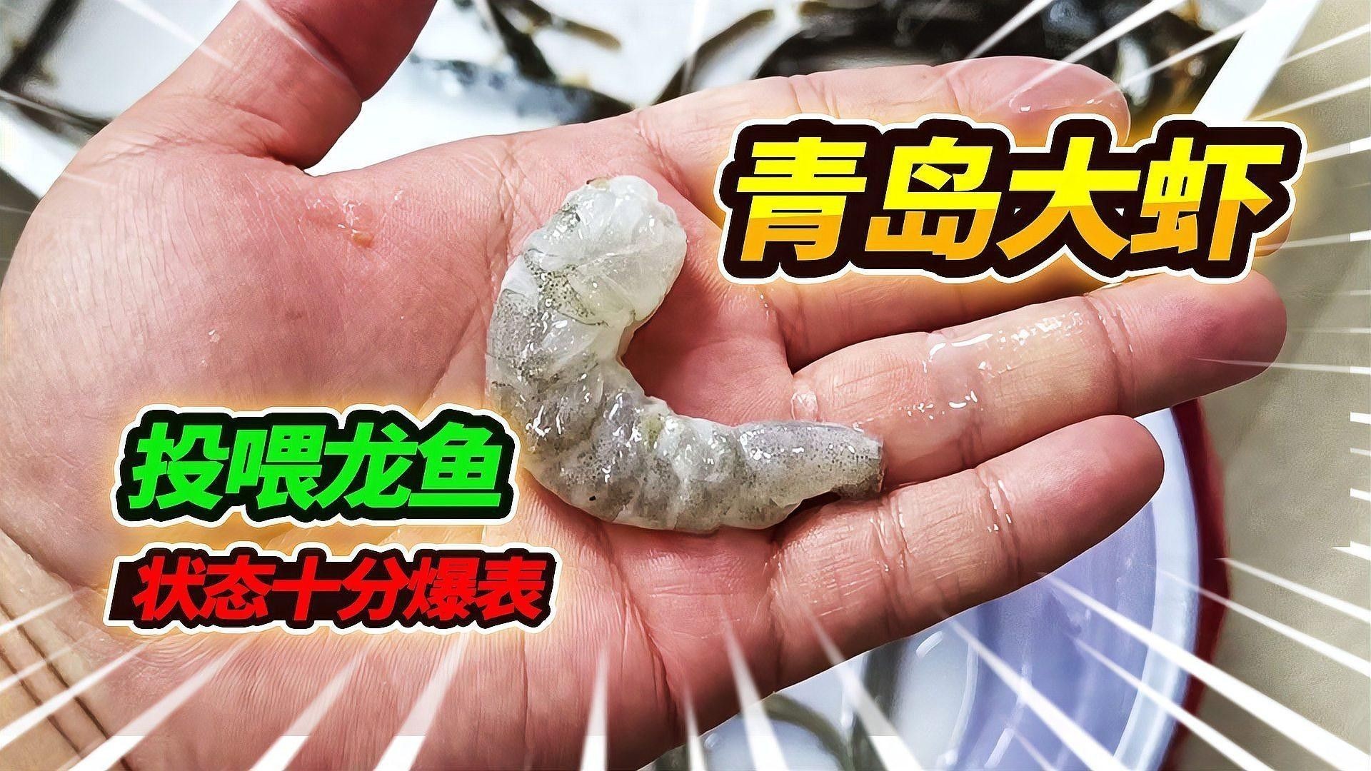 哪些蝦類適合喂龍魚？（養(yǎng)魚老道，龍魚喂養(yǎng)全攻略）