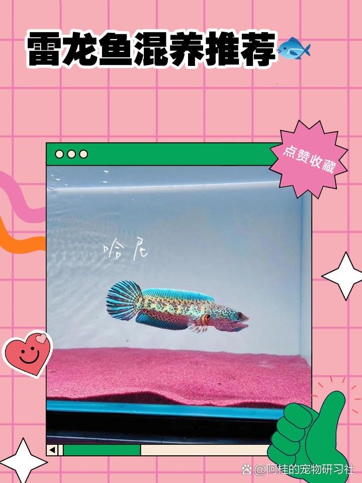 雷龍魚和虎魚混養需要多長時間適應（雷龍魚和虎魚混養的適應時間取決于多種因素）
