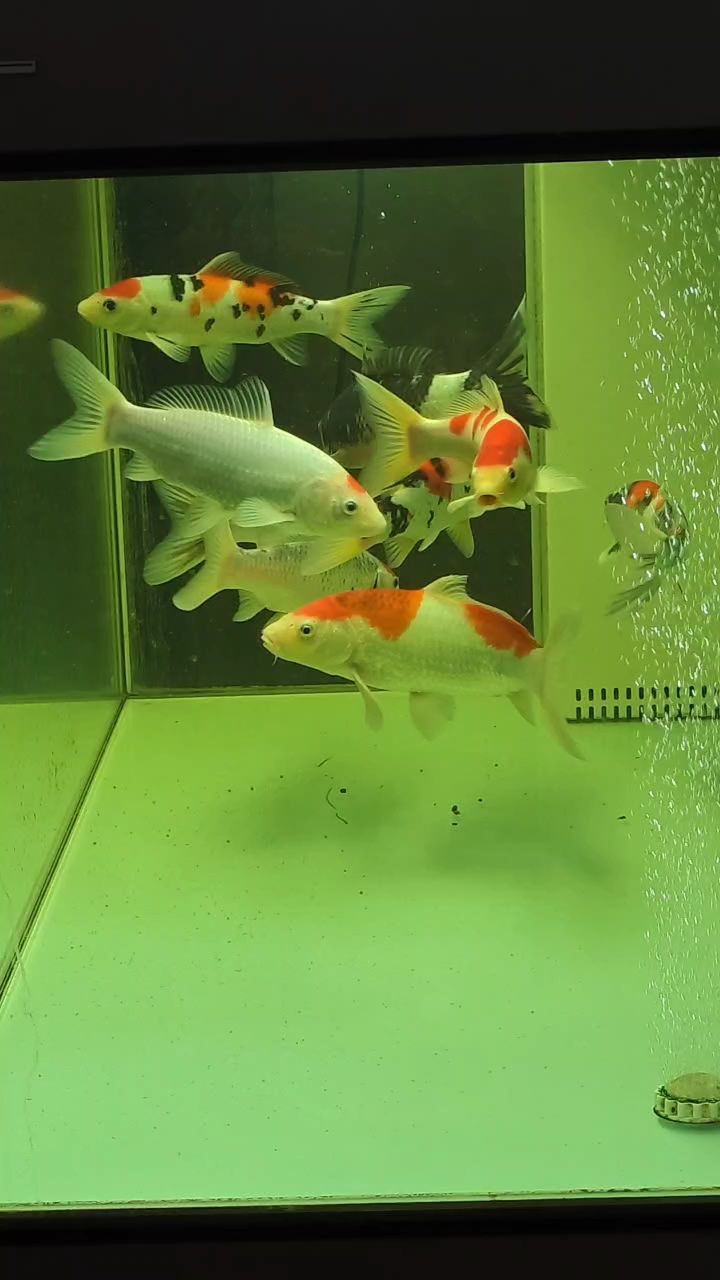 錦鯉（錦鯉的神秘與魅力）