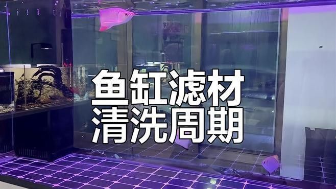 龍魚缸過濾系統的清洗頻率（魚缸過濾器的清洗頻率） 龍魚缸過濾系統的清洗頻率（魚缸過濾器的清洗頻率） 龍魚百科 第2張