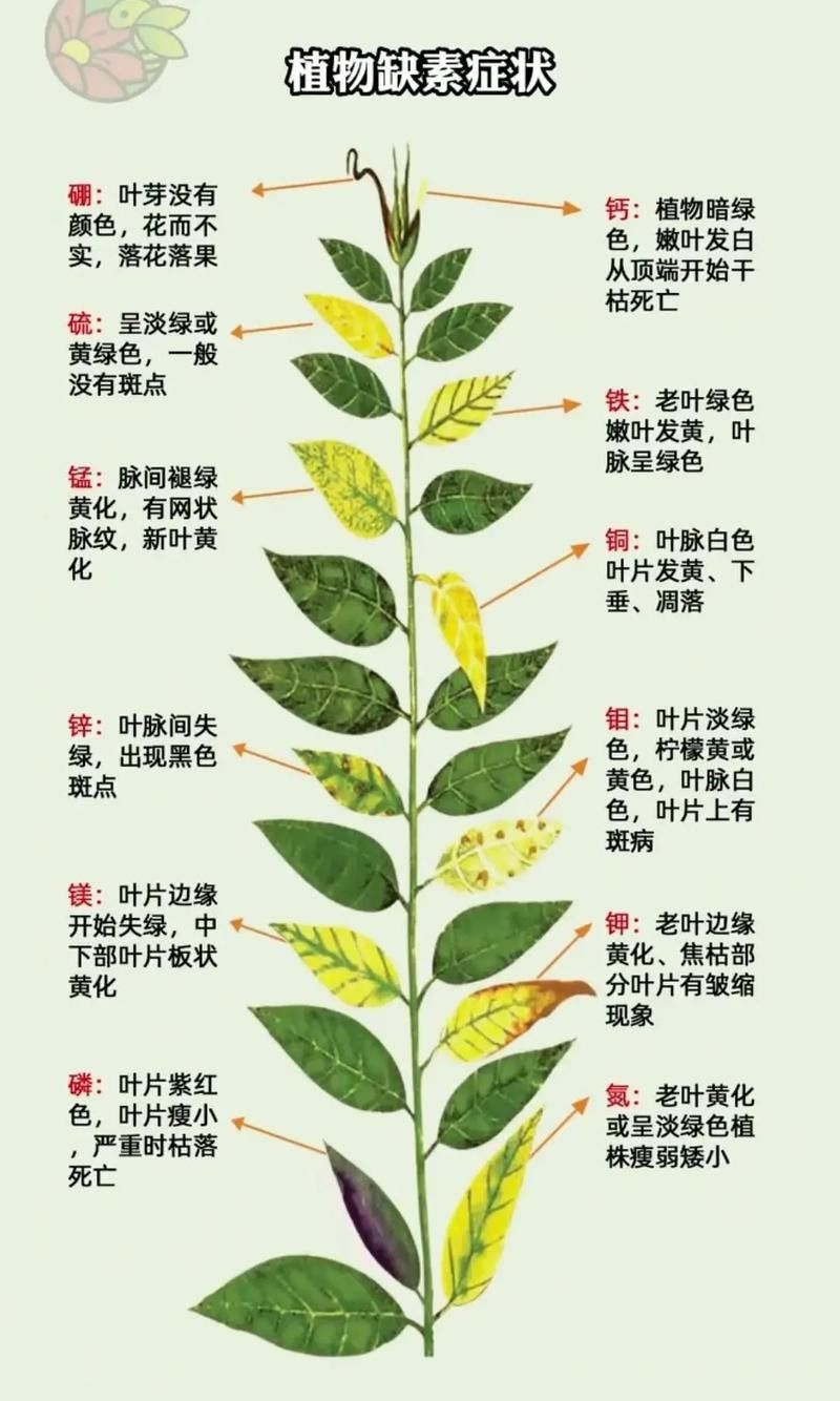 如何判斷植物是否缺水（判斷植物是否缺水的常見方法判斷植物是否缺水的常見方法）