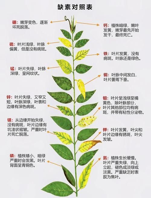 如何判斷植物是否缺水（判斷植物是否缺水的常見方法判斷植物是否缺水的常見方法）