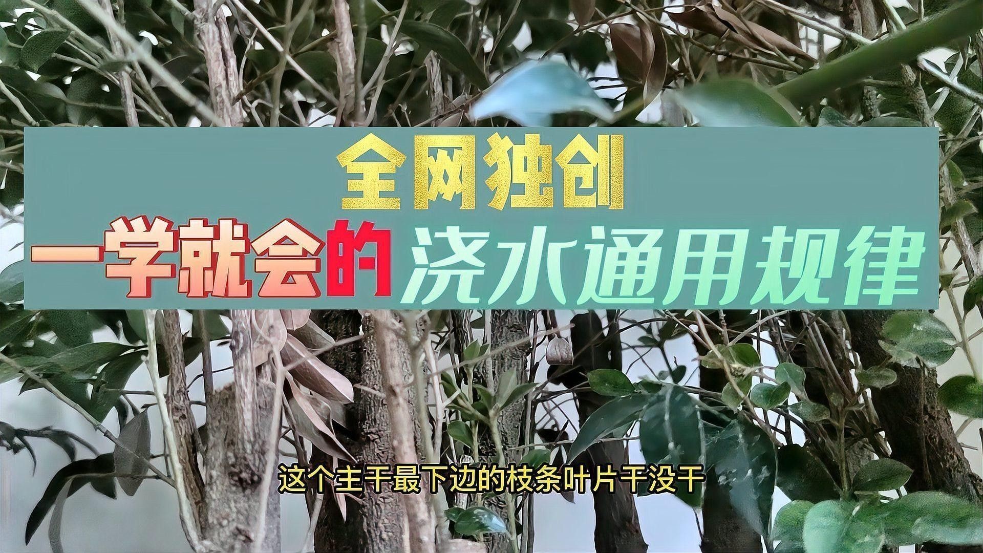 如何判斷植物是否缺水（判斷植物是否缺水的常見方法判斷植物是否缺水的常見方法）
