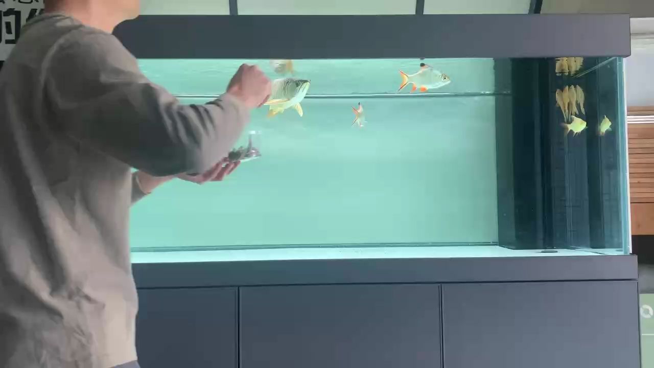 金龍喂食（關于金龍喂食的摘要）