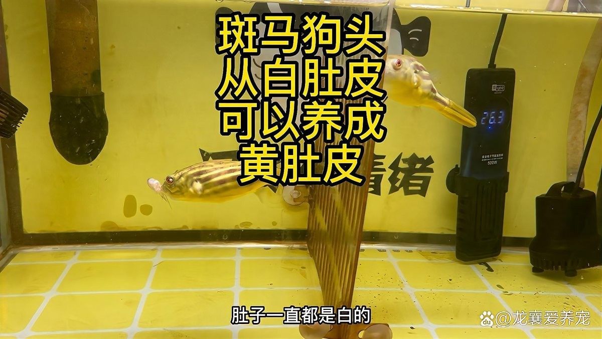如何預防雷龍魚發(fā)白（雷龍魚發(fā)白怎么辦） 如何預防雷龍魚發(fā)白（雷龍魚發(fā)白怎么辦） 龍魚百科 第2張